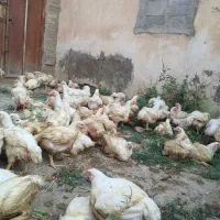 مرغ گوشتی اورگانیگ دانی 400 وزن بالای 2کیلو