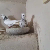واگزاری چند جفت طوقی هفت رنگ درجه ۱