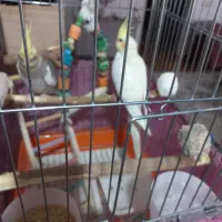 عروس هلندی نرو ماده