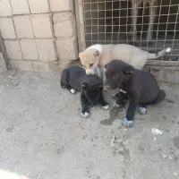 توله سگ سهرابی