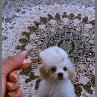 شیتزو سوپر فلت