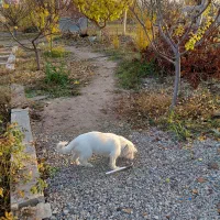 سگ پاکوتاه|سگ|سهند, |دیوار