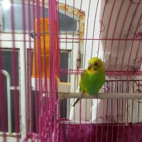 مرغ عشق نر|پرنده|مهاباد (آذربایجان غربی), |دیوار