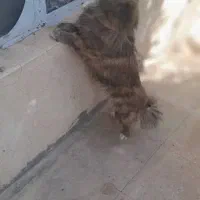 سگ.|سگ|مرودشت, ابوذر شمالی‎|دیوار