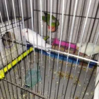 چهارعددطوطک دوتاش بچه هاشن چهارتاهم تخم گذاشتن|پرنده|مرند, |دیوار