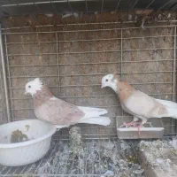 نروماده شازده|پرنده|اردکان, |دیوار