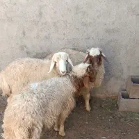 بره نر گوش بور