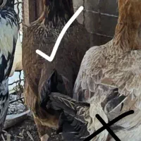 مرغ محلی پابلند