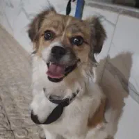 واگذاری سگ اشتیپز شیتزو