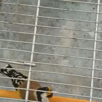 سهره جوجه قفس تازه صاف درجه یک|پرنده|کاشان, شهرک خاتم الانبیا (مسکن ملی کاشان)|دیوار