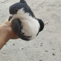 کفترربش وساده