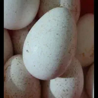 تخم غازهای نژادار