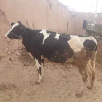 گاو با گوساله های نر وماده