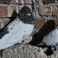 کبوتر کله دم سبز نوک چفت قنار کله ای نوک ریز دمی