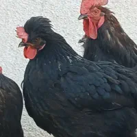 مرغ سیاه تخمگزار