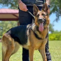 سگ پاکوتاه پیدا شده