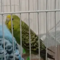 مرغ عشق ماده