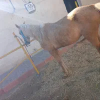مادیان فوری فروشی