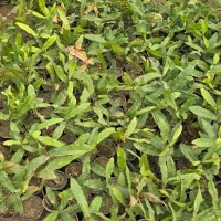 فروش نهال فندق ماکادمیا|خدمات باغبانی و درختکاری|بابل, |دیوار