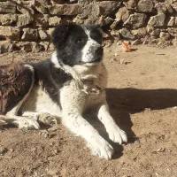 سگ قهدریجانی اصیل|سگ|فریدونشهر, |دیوار