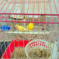 گتوند|پرنده|گتوند, |دیوار