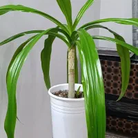 گل با گلدون|گل و گیاه طبیعی|هشتگرد, فاز ۲ مهستان|دیوار