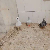 کفترخوب ماده دو بر لک دم سفید ۱۶ دم شامی فقط بزنگ