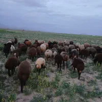 ۴۰ میش جوان ۳۲بره دوتا میش میایه کرده