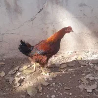 نیمچه جوجه های و مرغ و خروس کامل