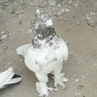 کفتر پرشی|پرنده|قم, شهرک امام حسین|دیوار