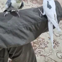عروس هلندی