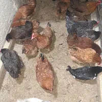 تخم مرغ محلی|خوردنی و آشامیدنی|شهریار, کهنز|دیوار