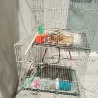 قفس پرنده