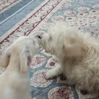 دو عدد سگ پا کوتاه فروشی