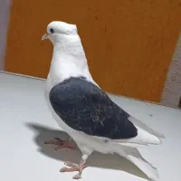 دوکت سیا و دوکت تافتع ایی وسینه