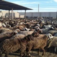 دام مغانی مستقیم از سبلان و اردبیل همه ییلاقی