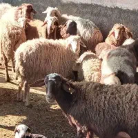 فروش گوسفند زنده تعاونی وتنظیم بازار عقیقه ونوزاد
