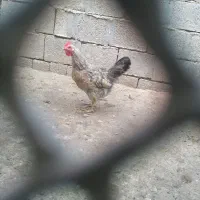 خروس گردن لخت و مرغ گناوه|حیوانات مزرعه|بندر گناوه, |دیوار