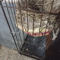 قناری خرما