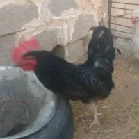 خروس سیاه جوان مورموری معاوضه با وارک خوب هم دارم|پرنده|آبدانان, |دیوار