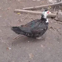 اردک بوقلمون|حیوانات مزرعه|قائم‌شهر, |دیوار