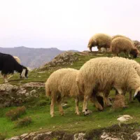 گوسفند زنده محلی مستقیم از دامداری|حیوانات مزرعه|رودهن, |دیوار