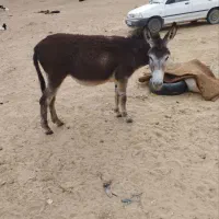 خر فروشی