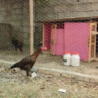 مرغ و ۹ تا جوجه لاری اصیل افغان|حیوانات مزرعه|آق قلا, |دیوار