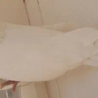 کبوتر نر تهرونی نیاز به تعریف نیست