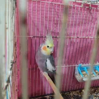 عروس هلندی نر|پرنده|بندر ماهشهر, |دیوار