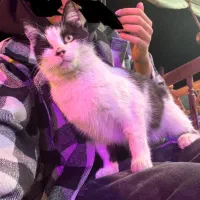 گربه واگذاری (کمک به حفظ زندگیش)