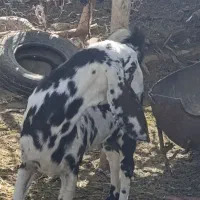 بزوگوسفند|حیوانات مزرعه|میرجاوه, |دیوار