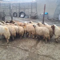 بره نر پوشی