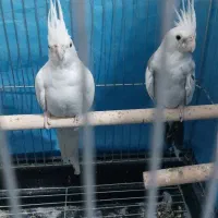 جفت ملدکارداده ضمانتی آلبینو|پرنده|یزد, |دیوار